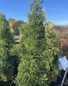 Cryptomeria radicans