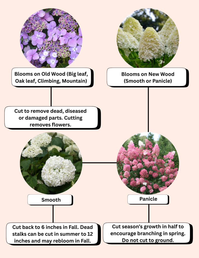 blooms on old wood (big leaf, oak leaf, climbing, mountain) (1)