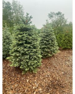 Blue Spruce
