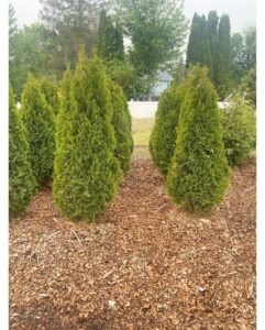 Emerald Green Arborvitae