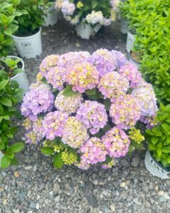 Hydrangea Let's Dance Skyview