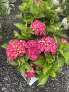 Hydrangea Wee Bit Giddy