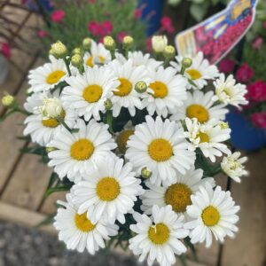 Snowcap shasta daisies