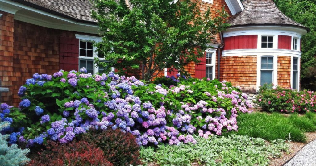 hydrangeas north side