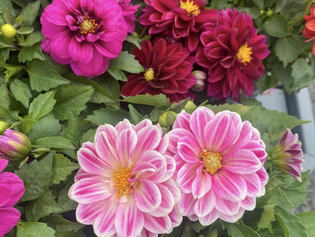 dahlia