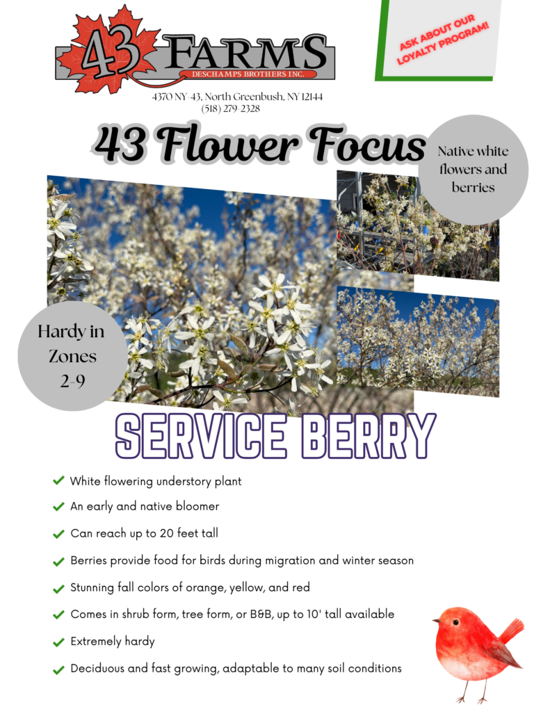 Serviceberry
