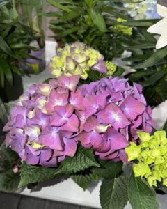 easter hydrangea