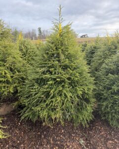hemlock 6 7
