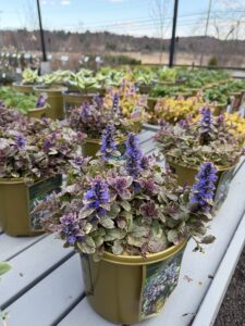 Ajuga Burgundy Glow