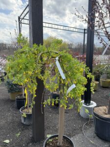 Weaping Pea Tree