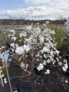 Royal Star Magnolia
