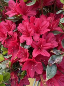 Girard Rose Azalea