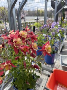 Red Columbine