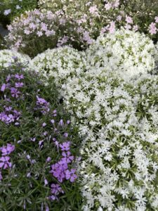 Creeping Phlox