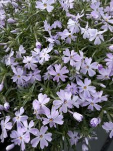 Emerald Blue Creeping Phlox