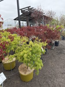 Japanese Maples