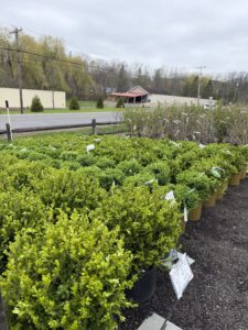Boxwoods