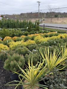 Evergreen Shrubs