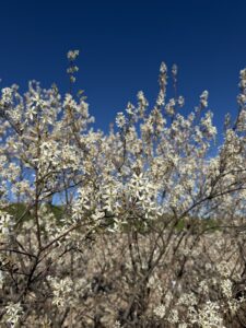 Serviceberry