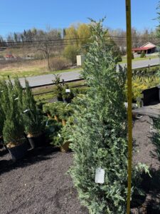 5' Moonglow Juniper