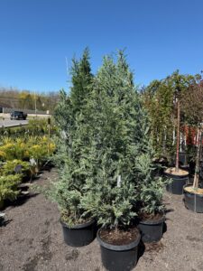 Moonglow Juniper