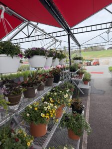 Annual planters (Early)
