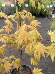 Autumn Moon Maple