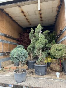 Ornamental evergreens