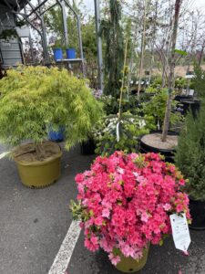 Azalea and maple