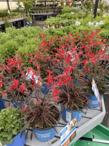Silene Forged by FIre