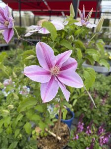 Clematis Bee's Jubilee