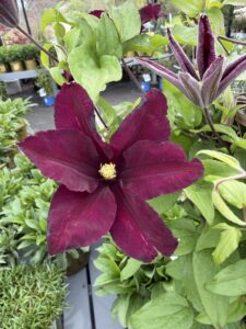 Clematis Dr Ruppel