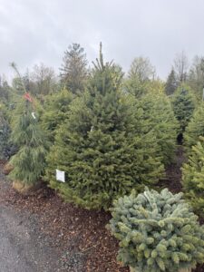 5-6 Blue Spruce