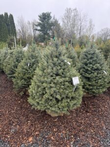 Baby Blue Spruce 4-5'