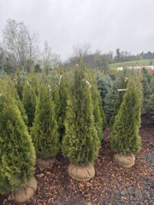 4-5' Emerald green Arb