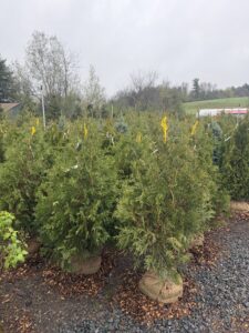 4-5' Techny Arb