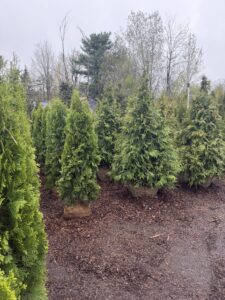 5-6' Emerald Green and Green Giant Arb