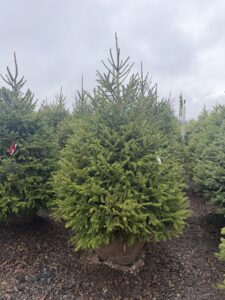 6-7 Norway Spruce
