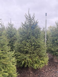 6-7 Norway Spruce