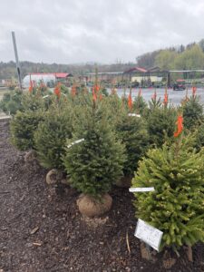 3-4 Spruces