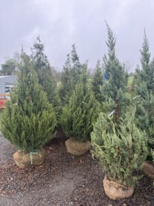 Junipers