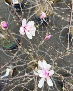 magnolia leonard messel