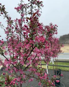 prarifire crabapple