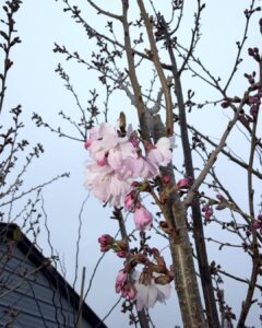 prunus autumnalis