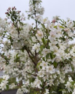 sugar tyme crabapple