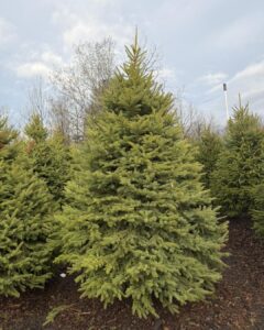 blue spruce 7 8
