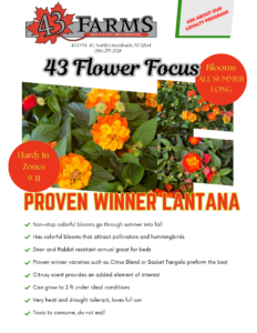 Lantana
