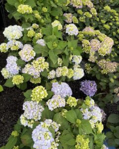 bailmer endless summer hydrangea