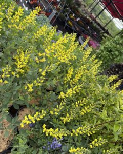 baptisia goldfinch