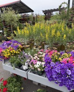 baptisia and planters